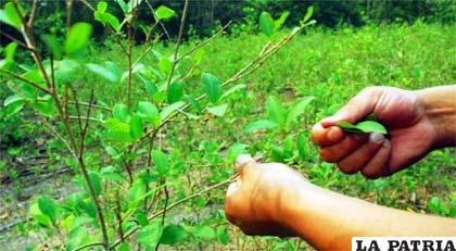 La hoja de coca excedente no será comprada por del estado