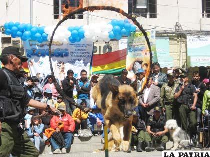 Can “Criminal” en salto suicida