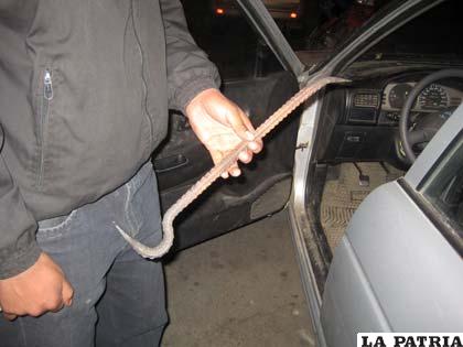 Pata y cabra con la que se forzó el candado