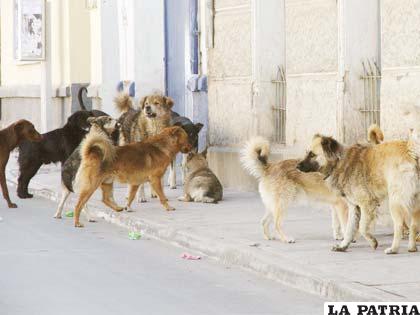 Autoridades piden prevenir la rabia canina
