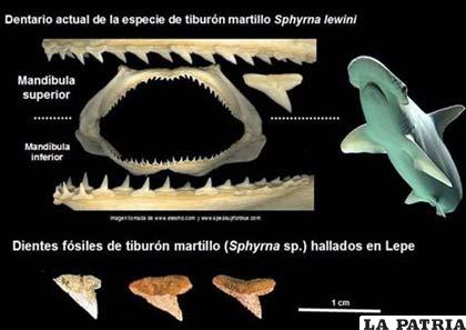 Se muestra un gráfico de la investigación que han llevado a cabo para hallar dientes fósiles pez martillo de hace 5,5 millones de años