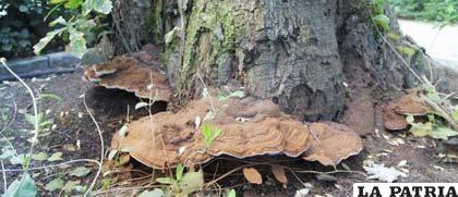 Temporada de setas se adelantó y los bosques se convirtieron en un lugar de ensueño para los amantes de los hongos