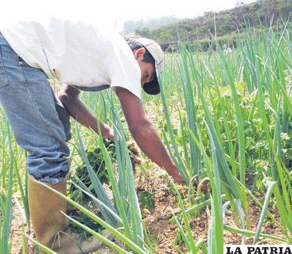 Semillas de pastos nativos fortalecen la producción agraria