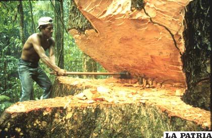Súbditos peruanos explotaban madera de forma ilegal en lado boliviano