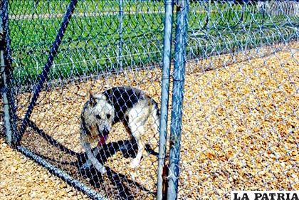 Un perro lobo en la penitenciaría de Angola, popularmente conocida como 