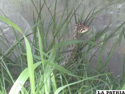 La culebra que habita el Zoológico Andino Municipal de Oruro