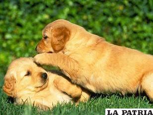 El “mejor amigo del hombre”, el perro necesita de cuidados no sólo cuando es cachorro, sino durante toda su vida