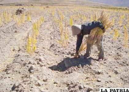 La actividad productiva estará incluida en el PDD que aún no tiene fecha de validación desde la pasada gestión