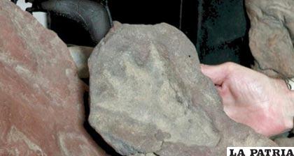 La huella encontrada correspondería a un nodosaurus