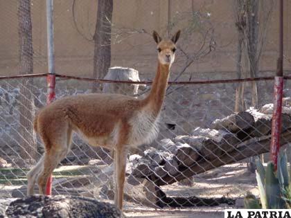 El Zoológico Andino  tiene un nuevo huésped, la vicuñita “Imicha”