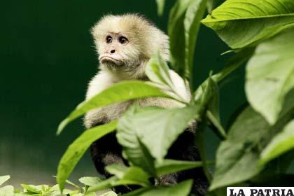 Uno de los primates que será liberado