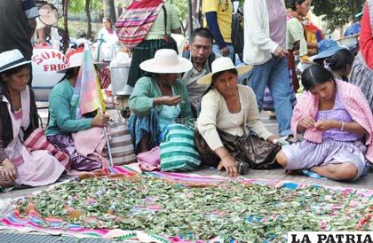Vendedores alistan la hoja de coca para su comercialización