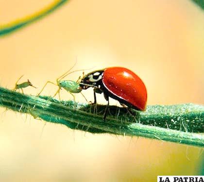 Estos insectos que colaboran en la limpieza de las plantas