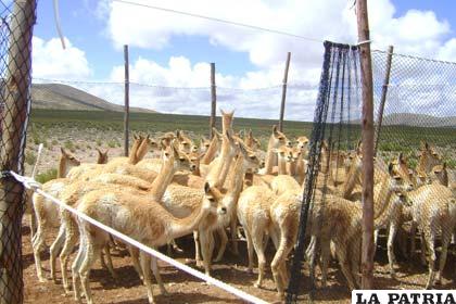 Se elaboran propuestas legales para sancionar con mayor severidad a cazadores furtivos