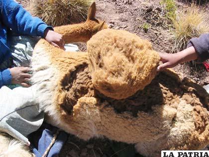 Actualmente existen matanzas a decenas de estos animales andinos para obtener su fibra