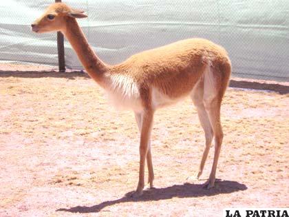 No existe una norma específica que sancione delitos cometidos en contra de la biodiversidad
