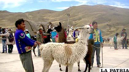Ayllus en Paz realizaron feria y concurso de camélidos