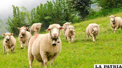 Aeropuerto Internacional O’Hare, en Chicago, contratará a un pastor con su rebaño de unas 30 cabras y ovejas para que se coman la hierba de extensa área