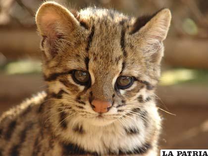 La oncilla o Leopardus Tigrinus, uno de los mamíferos medianos que posee Bolivia