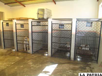 Cubículos donde son encerrados los perros que llegan al Centro de Zoonosis