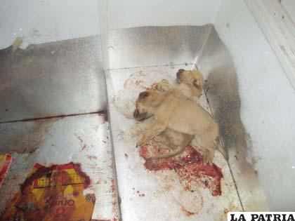 Los dos canes muertos en la congeladora, calificado como hecho irregular por el Sedes