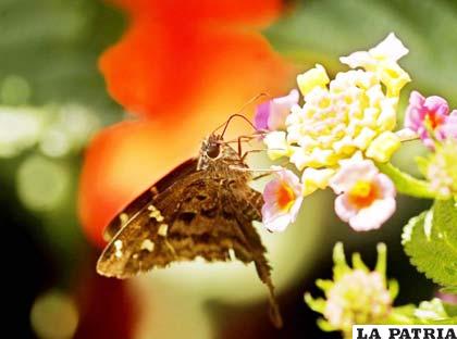 Una mariposa se posa sobre una flor en un jardín al este de San José