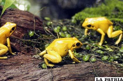 Un ejemplar de rana dorada, especie que el Proyecto de Rescate y Conservación de Anfibios de Panamá ha logrado que se reproduzca en cautiverio