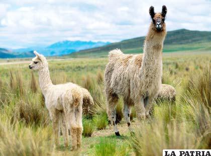 Oruro tiene la mejor producción camélida de Bolivia