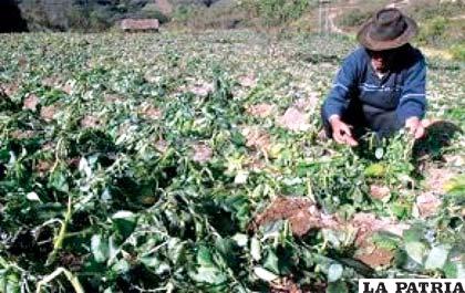 Heladas registradas en el mes de julio causaron pérdidas millonarias a la producción agrícola del municipio de Bermejo