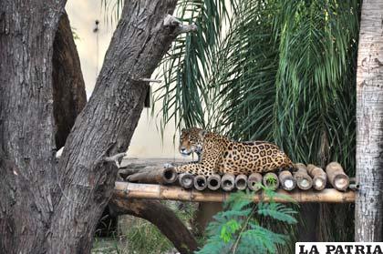 Un leopardo reposa luego de haber recibido su alimento