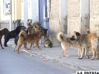 Oruro baja su incidencia en casos de rabia canina