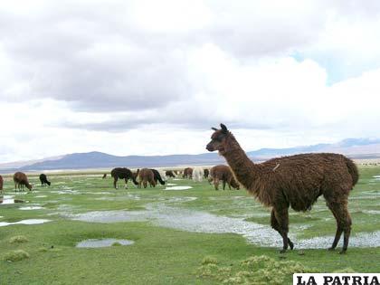 Llamas pasteando en el altiplano