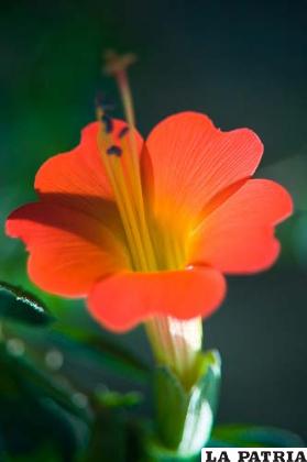 Hermosos colores que lleva la flor de la Kantuta