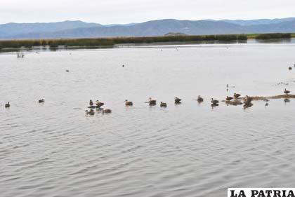 Pretenden mitigar contaminación en el lago Poopó