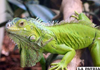 Proponen criar iguanas para tiempo de sequía
