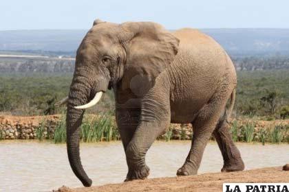 En una década más el elefante puede ser un animal extinto