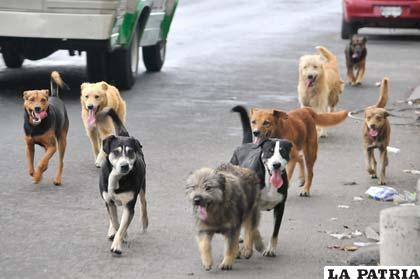 Perros vagabundos que viven en las calles