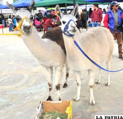 Con la incorporación de corrales móviles se intenta proteger ganado camélido