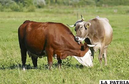 Las vacas tienen amigos, con los que pasan la mayor parte del tiempo