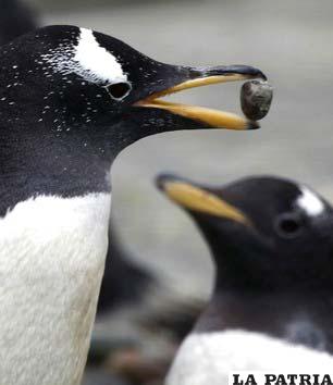 Los románticos pingüinos
