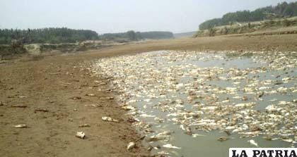 Miles de peces muertos por efectos de la contaminación en el río Pilcomayo