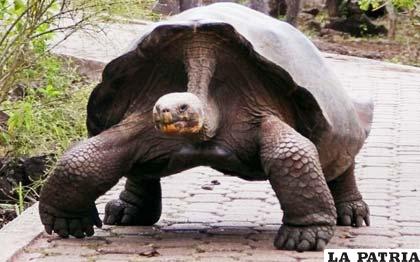 La tortuga gigante “Pepe”