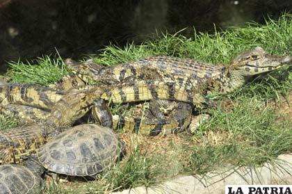 Los reptiles que comparten el ambiente con las tortugas, una boa, y una iguana