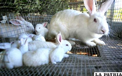 El conejo está incluido en la lista 100 de las especies exóticas invasoras más dañinas del mundo