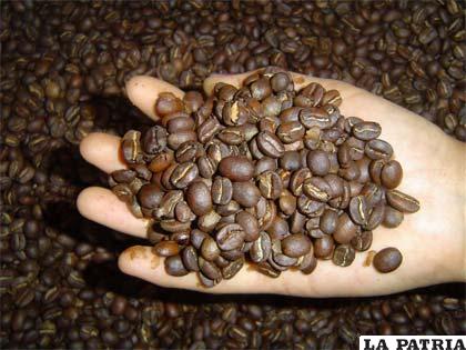 Caranavi, productor de café ecológico 