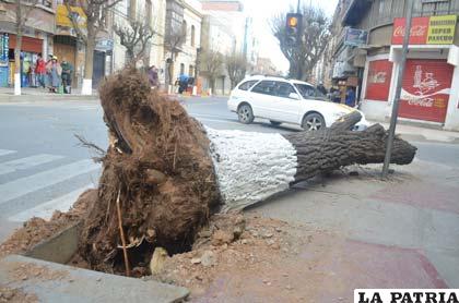 El árbol derribado en las calles 6 de Octubre y León

