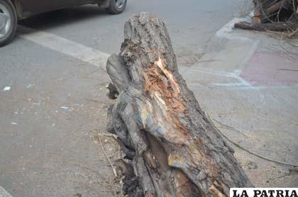 En primer plano la huella del golpe que recibió el árbol