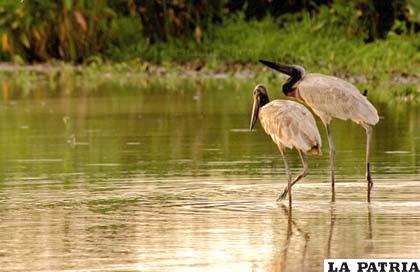 Riquísimo en fauna y flora, el departamento de Beni se caracteriza por especies exóticas /boliviaemprende.com