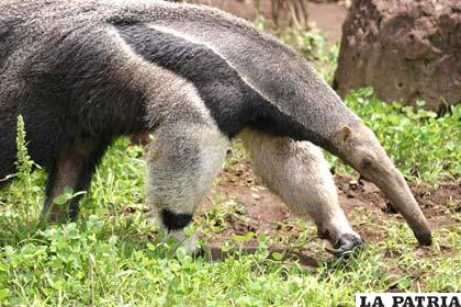 El oso hormiguero es una de las especies raras que existe en las selvas pandinas /mirabolivia.com