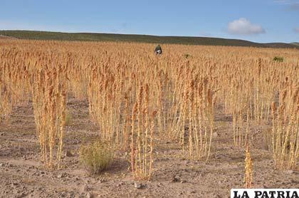 Herrera hace referencia a la agroproducción en su texto